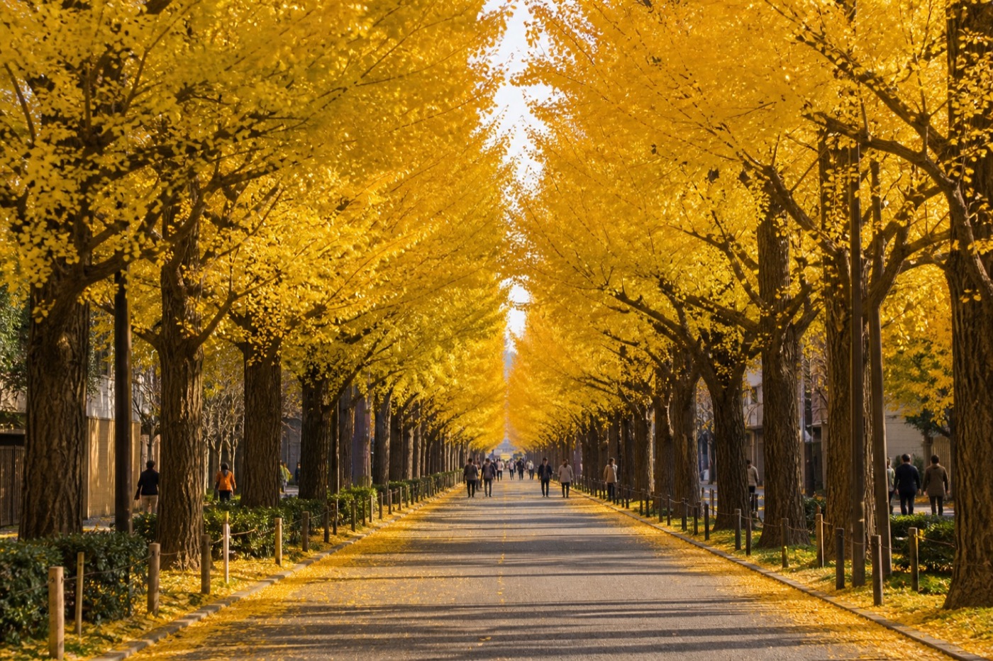 Golden ginkgo trees forming a long autumn avenue in Tokyo